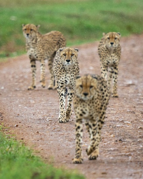 a group of cheetah walking down a dirt road