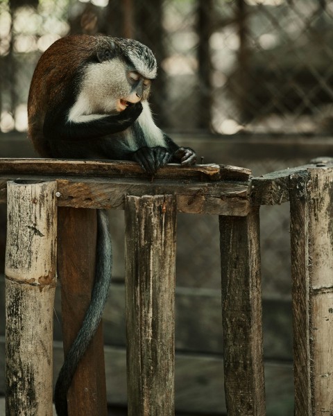 a monkey sitting on top of a wooden fence