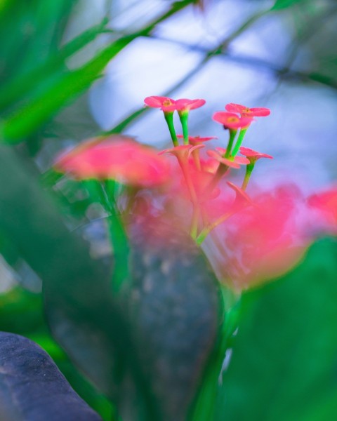 a close up of a flower