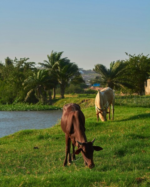 three horses on green grass field near body of water during daytime