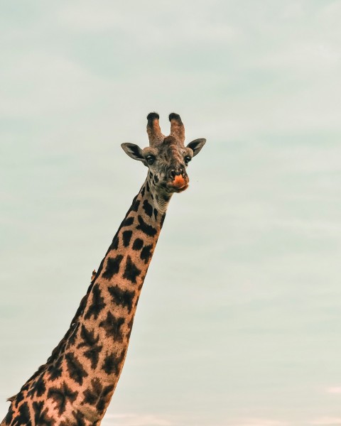 brown and black giraffe under white sky during daytime