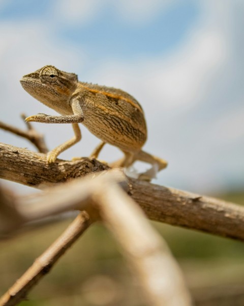 brown and green chameleon on brown tree branch during daytime