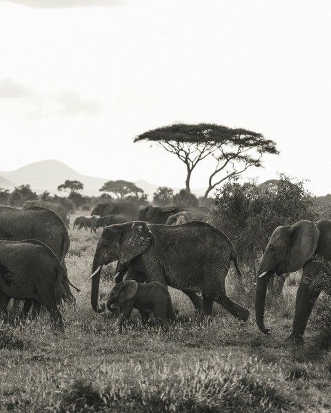 a herd of elephants walking across a grass covered field