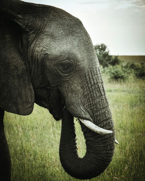 elephant standing on green grass field during daytime