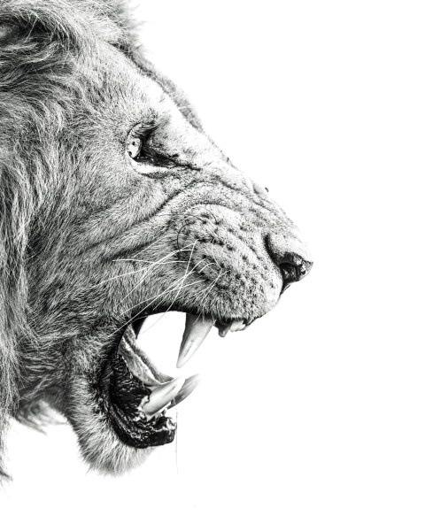 a black and white photo of a lion with its mouth open