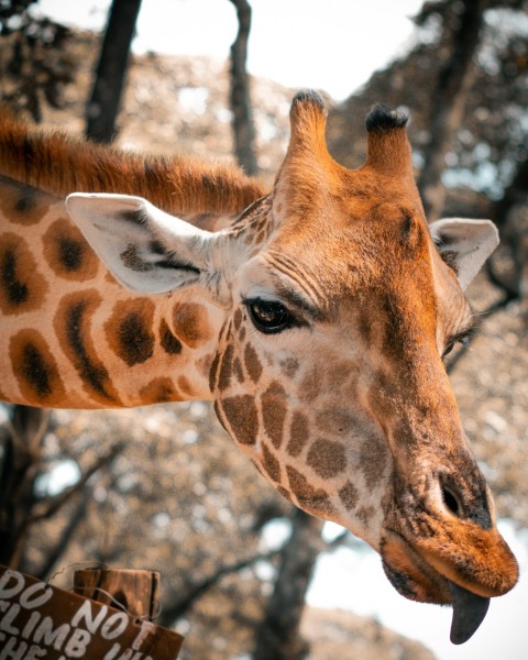 brown giraffe in close up photography during daytime