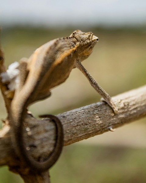 brown and black lizard on brown wooden stick during daytime