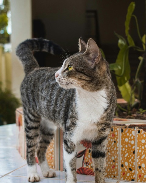 a cat standing on a tiled floor next to a potted plant