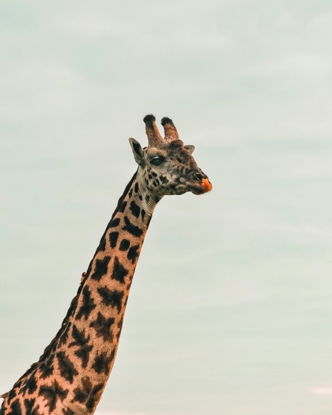 brown and black giraffe under white sky during daytime