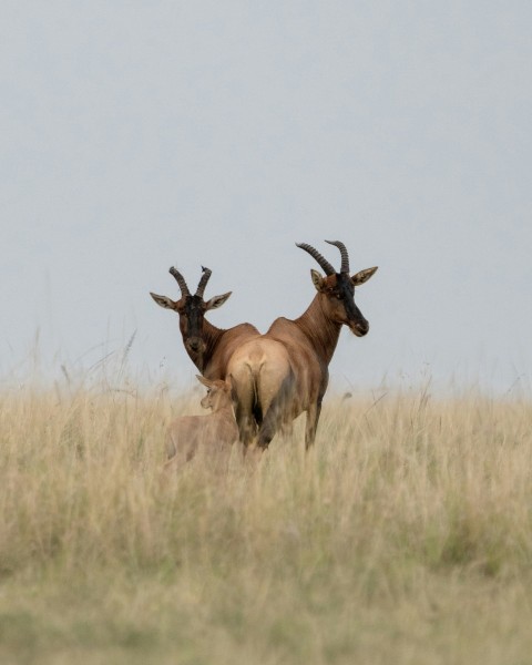 two antelope standing next to each other in a field