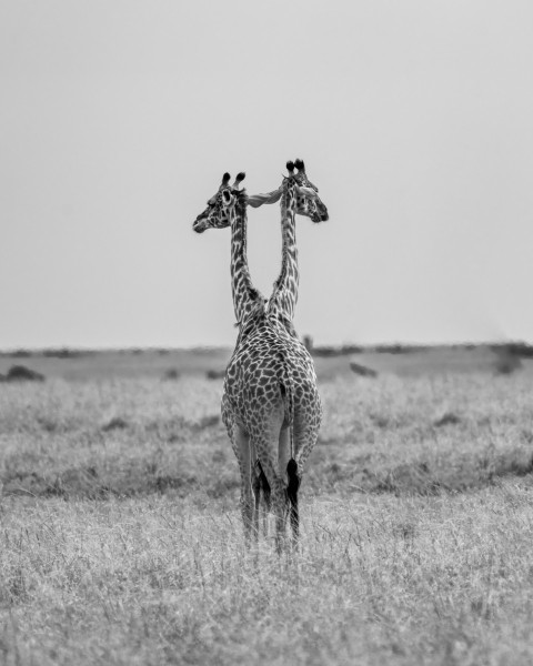 a couple of giraffe standing next to each other on a field