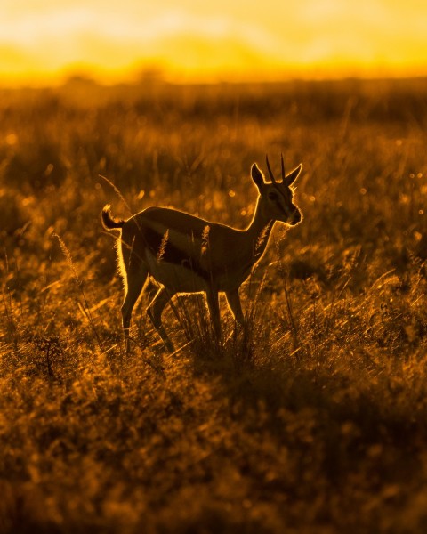 a couple of deer standing on top of a grass covered field