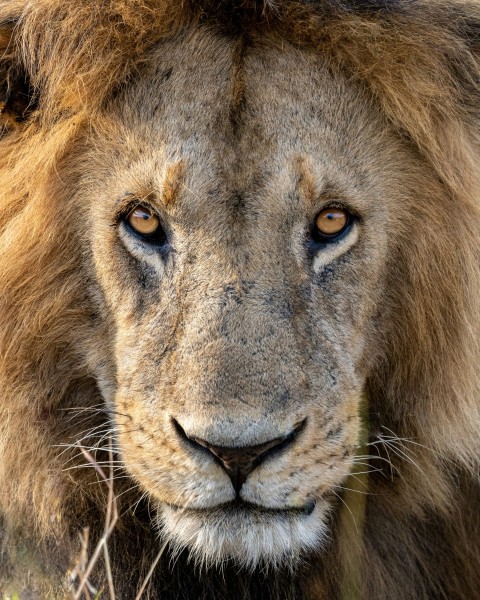 a close up of a lions face with a blurry background