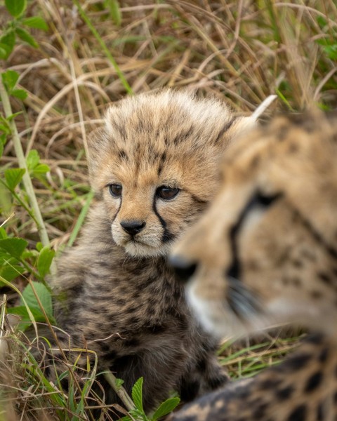 a couple of cheetah cubs sitting on top of a lush green field dLuQCK