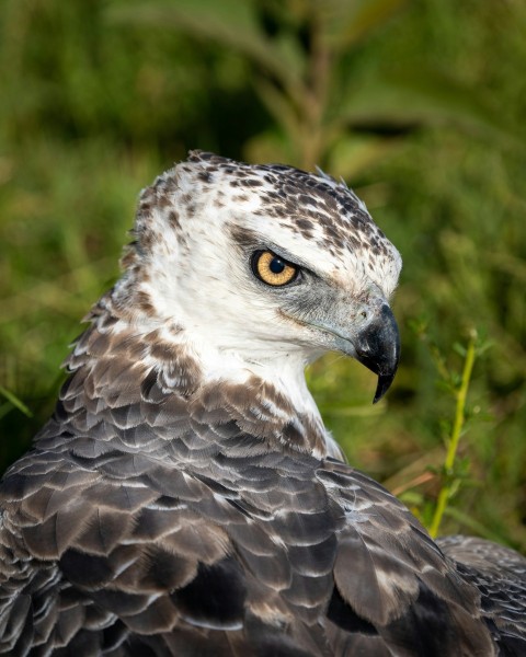 brown and white owl on green grass during daytime gAvAjSuL