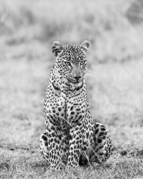 grayscale photo of leopard walking on grass field ewxEN0UNf