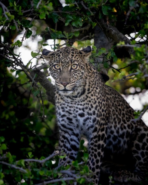 a leopard sitting in a tree looking at the camera l