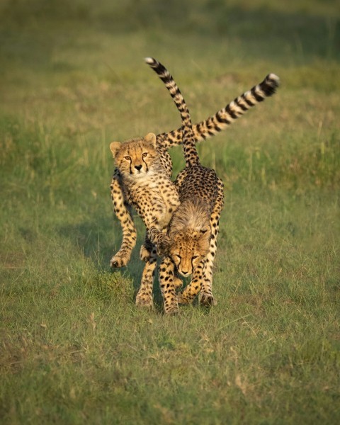 a couple of cheetah standing on top of a lush green field