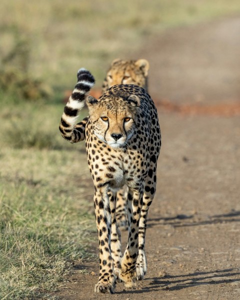 a cheetah walking down a dirt road towards the camera