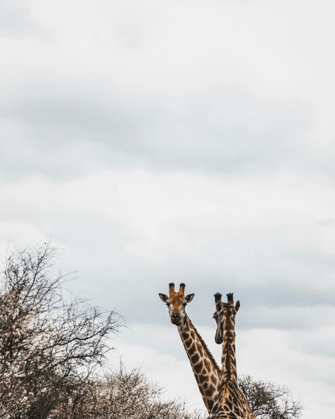 a couple of giraffe standing next to each other Yxaq5djHn