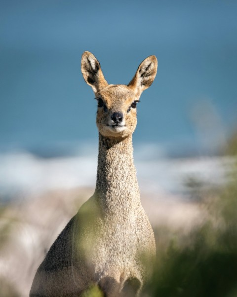 a close up of a small animal near a body of water