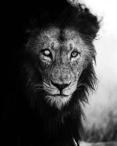 a black and white photo of a lion