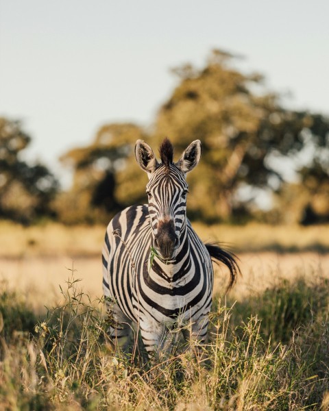 a zebra standing in a field