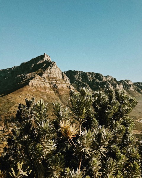 a view of a mountain with trees in the foreground ZjaUe