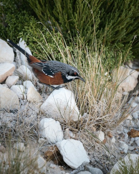 a small bird standing on a rocky area