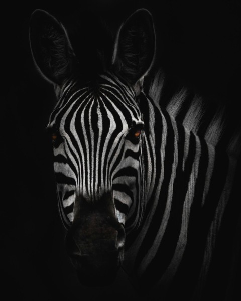 zebra in close up photography