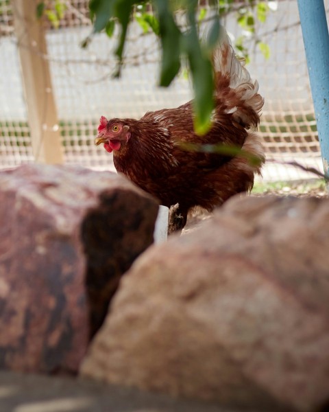 brown chicken on brown rock