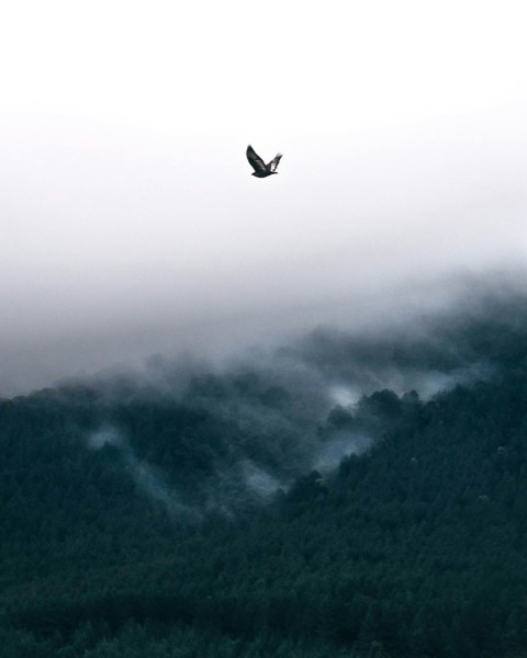 bird flying near mountain during daytime pODpVzUS