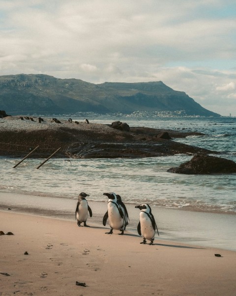 a group of penguins walking along the beach