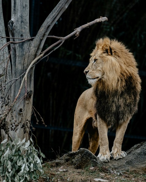 a lion standing on top of a rock next to a tree