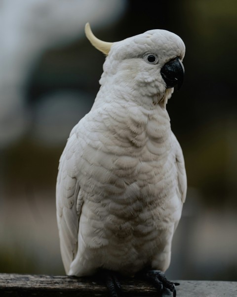 a close up of a white bird with a black beak