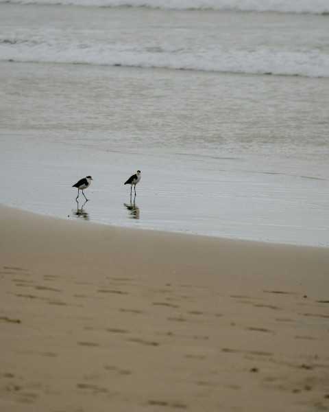 a couple of birds standing on top of a sandy beach