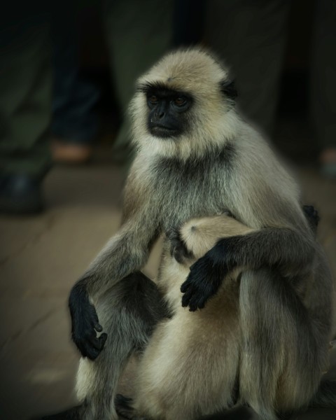 a monkey sitting on the ground in a zoo