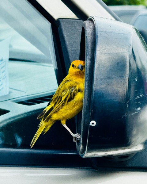 a yellow bird sitting on the side mirror of a car