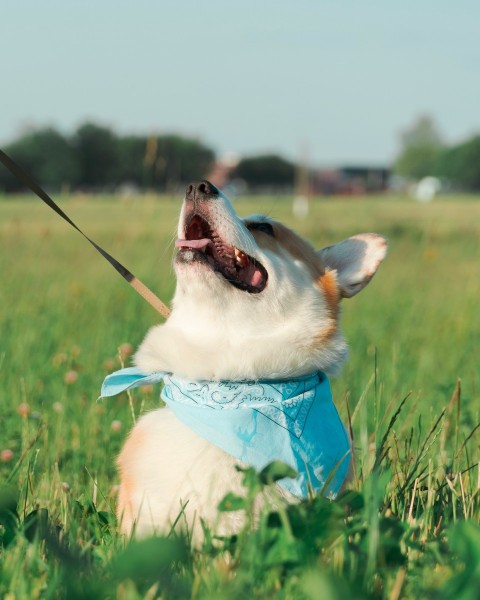 a dog with a leash in its mouth sitting in the grass