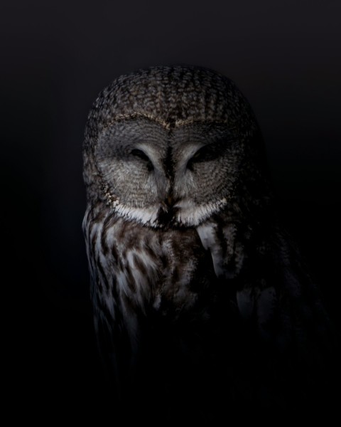 an owl is sitting in the dark with its eyes closed