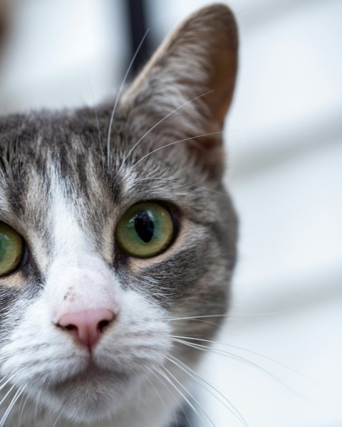 a close up of a cat with green eyes 6