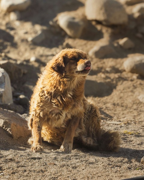 a brown dog sitting on top of a dirt field