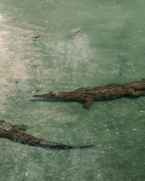 a couple of alligators that are in the water