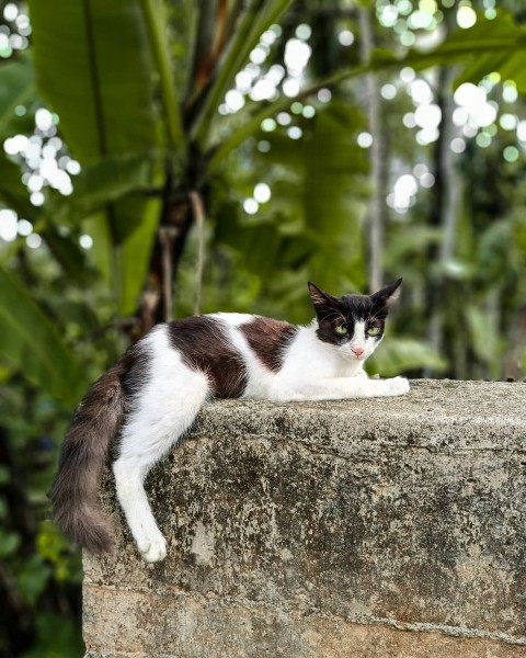 a black and white cat sitting on top of a stone wall