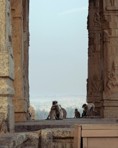 a group of monkeys sitting on top of a stone structure 9Bpr