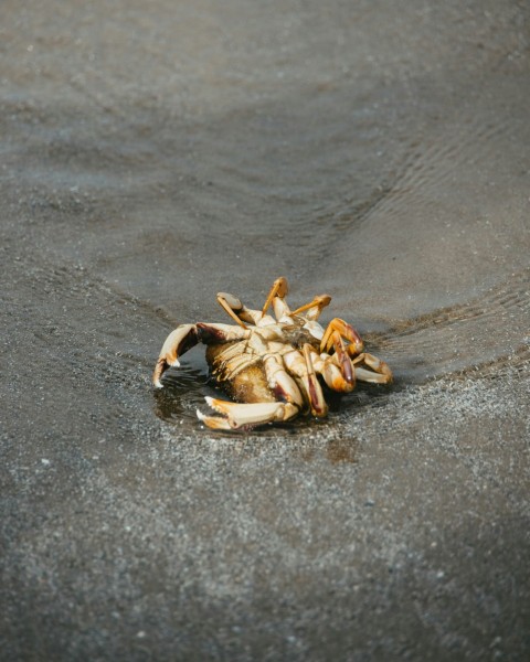 a crab that is sitting on the ground