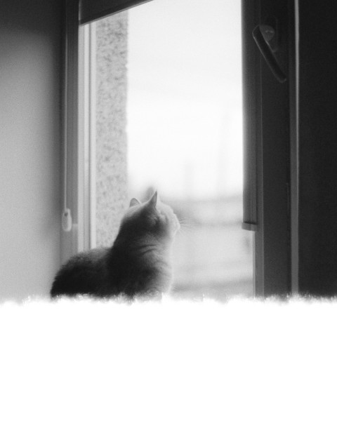 a black and white photo of a cat looking out a window