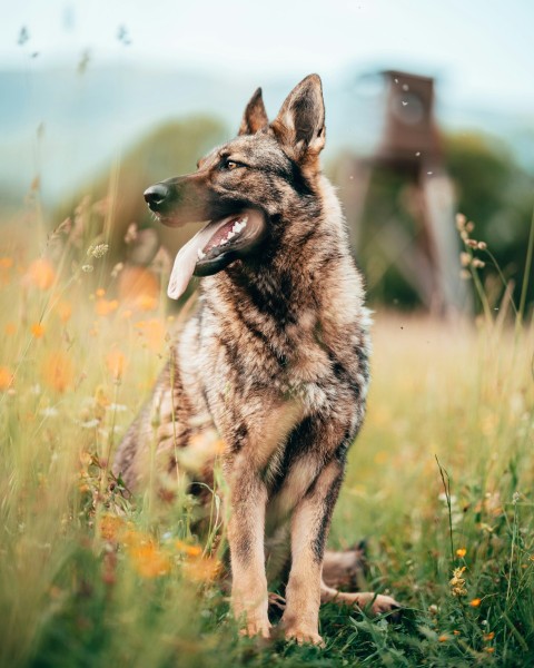 a dog sitting in a field of tall grass