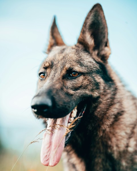 a close up of a dog with its tongue hanging out