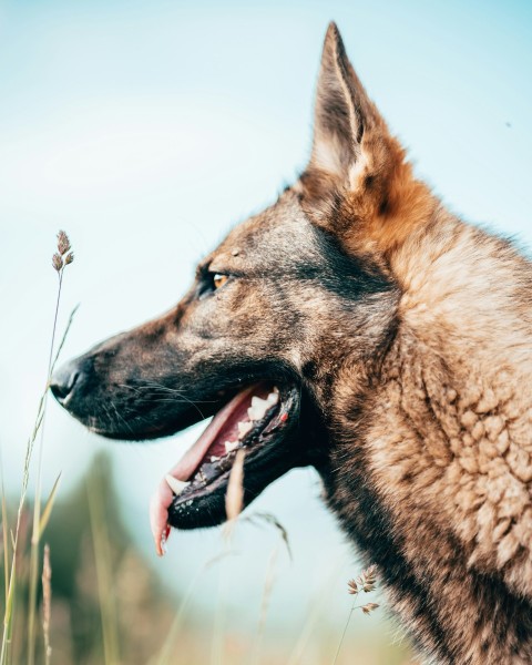 a dog with its mouth open standing in a field